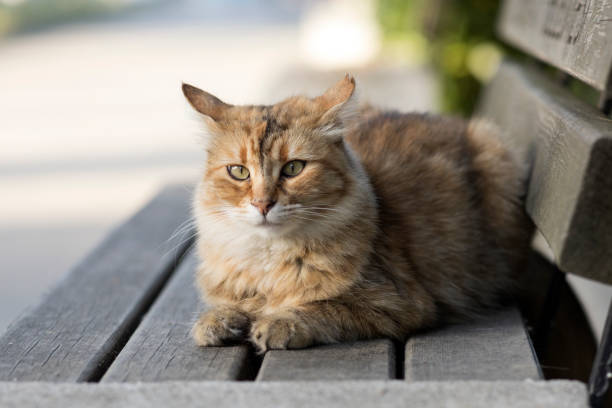istock Beautiful tabby cat lying on bench, full body front portrait 1418394295