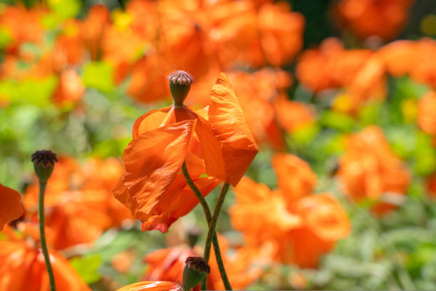 beautiful red poppy on a green background. photo