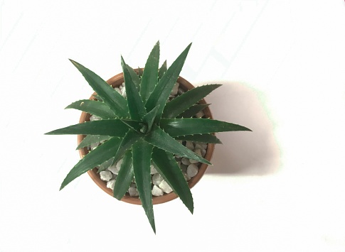 Dyckia brevifolia, or sawblade, is a species of flowering plant in the Bromeliaceae family. This species is endemic to Brazil in white background