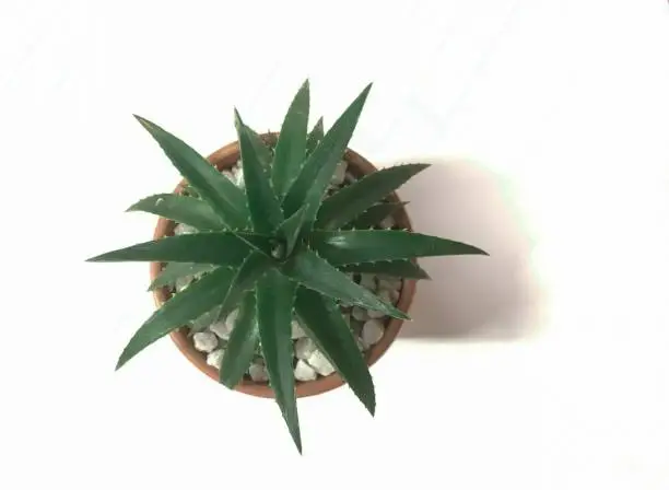 Photo of Dyckia brevifolia, or sawblade, is a species of flowering plant in the Bromeliaceae family. This species is endemic to Brazil in white background