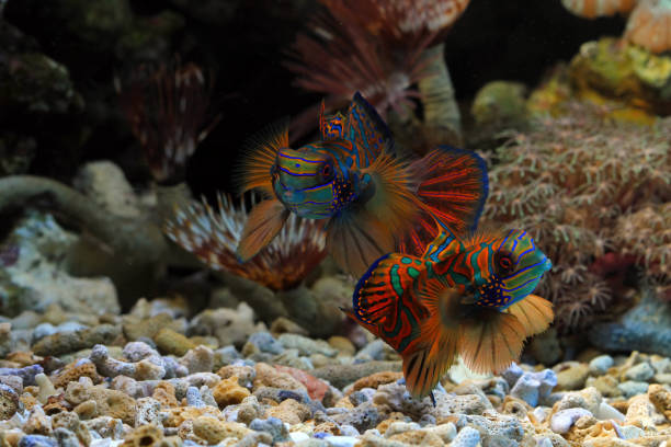istock Mandarinfish or Mandarin dragonet 1418397791