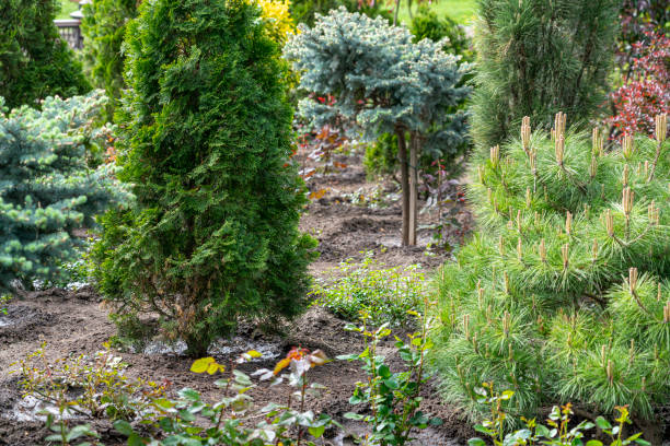 istock coniferous garden in the park close-up as a background 1418398550