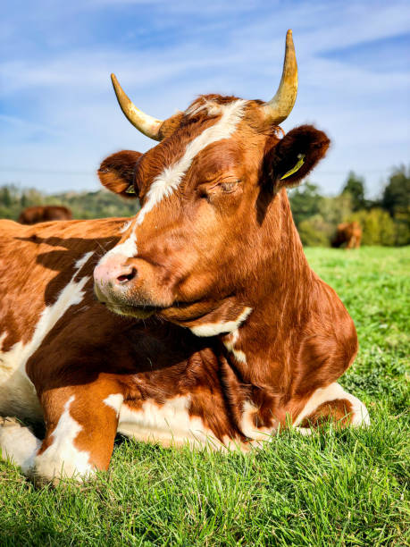 Cow relaxing on a meadow