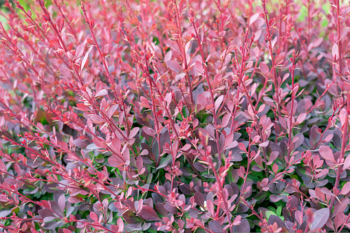 shrubs with red leaves close-up as background. photo