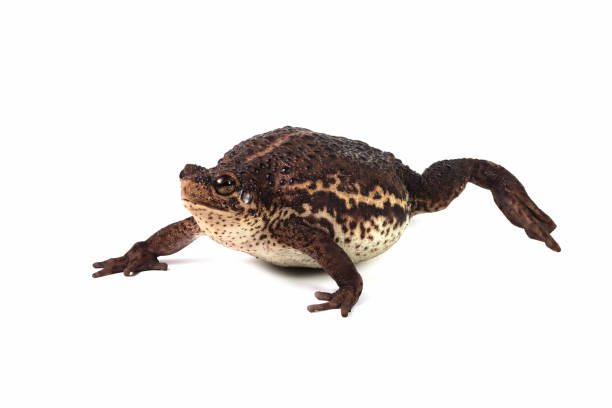 Pseudo subasper toad isolated on white background stock photo