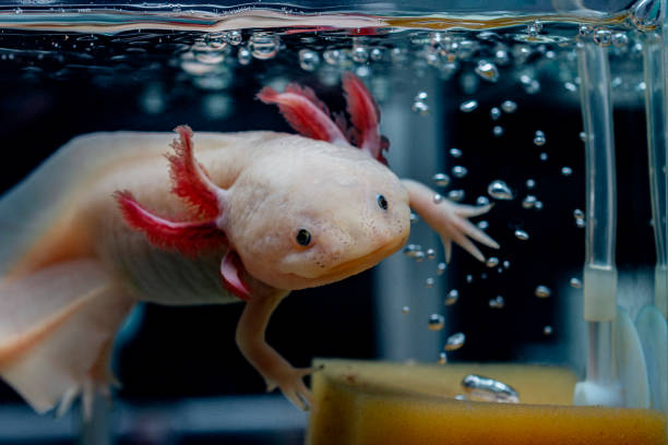 사랑스러운 axolotl이 물 속의 거품 옆에서 수영합니다. - 이국적 동물 뉴스 사진 이미지