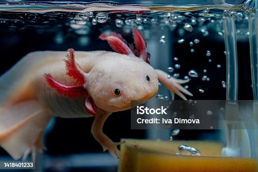 istock An adorable axolotl swims next to bubbles in the water. 1418401233