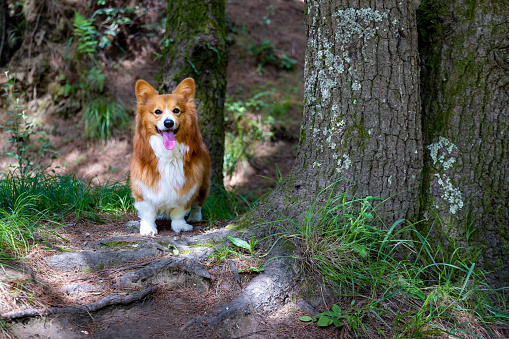 A corgi in the forest