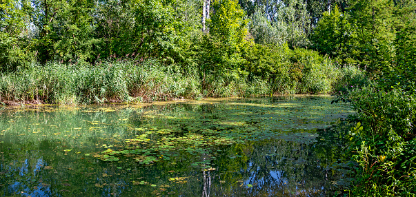 small yellow pond-lillies on the surface of water in the riparian forest near Tulln at the river Danube, Austria