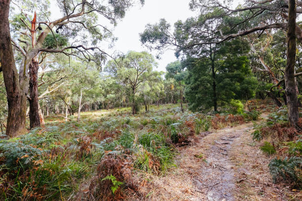 istock Two Bays Walking Track in Victoria Australia 1418408717