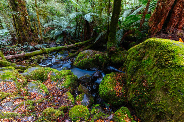 istock Rainforest Gallery Warburton in Victoria Australia 1418408847
