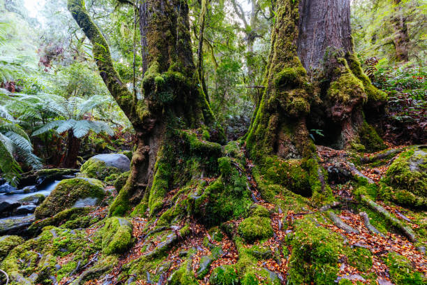 istock Rainforest Gallery Warburton in Victoria Australia 1418408852
