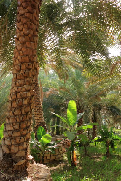 istock palm plantations in Birkat al Mouz, Oman 1418411825