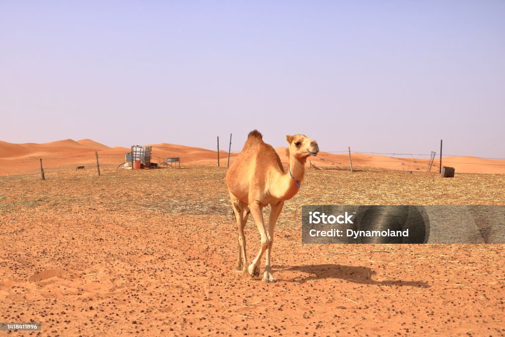 Image of camel in desert Wahiba Oman Image of camel in desert Wahiba in Oman Animal Stock Photo