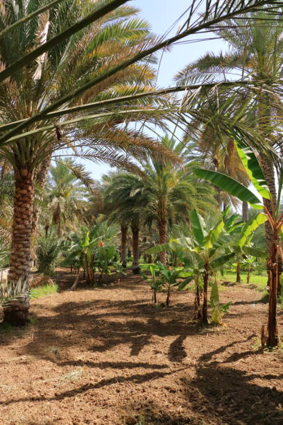 istock palm plantations in Birkat al Mouz, Oman 1418411944