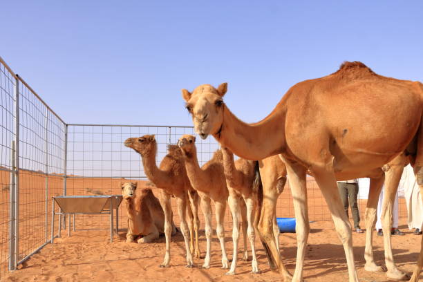 istock A camel with her three calfs in the desert in Oman 1418411988