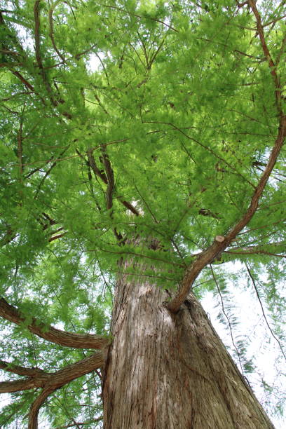 istock Swamp cypress, Taxodium distichum 1418412320