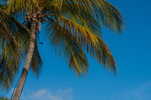 A palm tree against a bright blue sky on the Caribbean island of Saint Lucia.