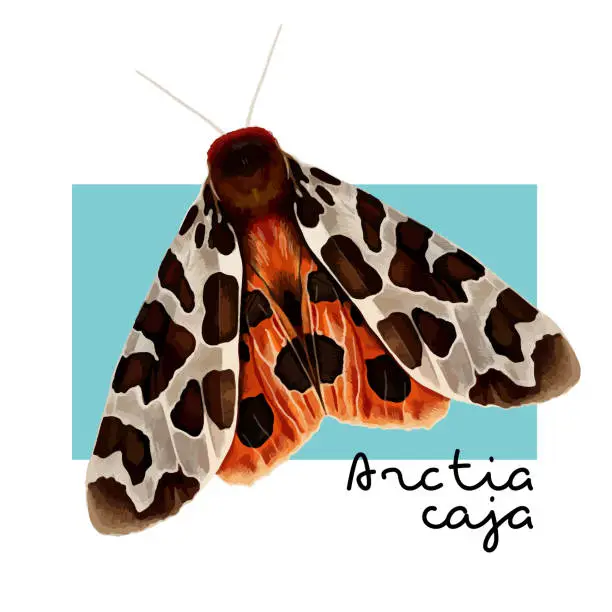 Vector illustration of The great tiger moth or Arctia caja. Vector colorful hand drawn illustration with an inscription.