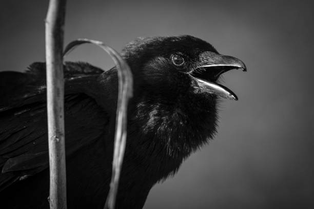istock Greyscale closeup shot of a crow with an open beak 1418415641