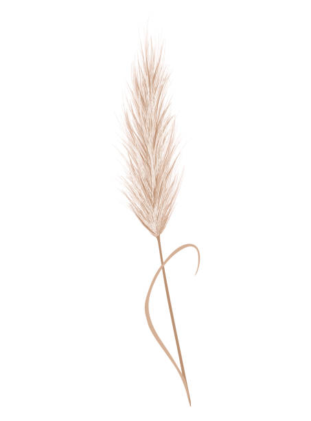 ilustrações de stock, clip art, desenhos animados e ícones de pampas grass branch. dry feathery head plume, used in flower arrangements, ornamental displays, interior decoration, fabric print, wallpaper, wedding card. golden ornament element in boho style - tussock