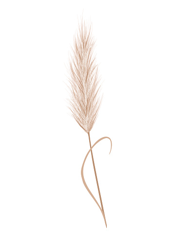 Pampas grass branch. Dry feathery head plume, used in flower arrangements, ornamental displays, interior decoration, fabric print, wallpaper, wedding card. Golden ornament element in boho style.