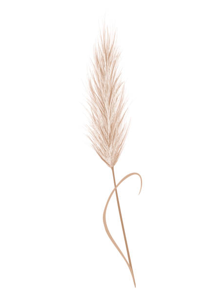 Pampas grass branch. Dry feathery head plume, used in flower arrangements, ornamental displays, interior decoration, fabric print, wallpaper, wedding card. Golden ornament element in boho style Pampas grass branch. Dry feathery head plume, used in flower arrangements, ornamental displays, interior decoration, fabric print, wallpaper, wedding card. Golden ornament element in boho style. tussock stock illustrations