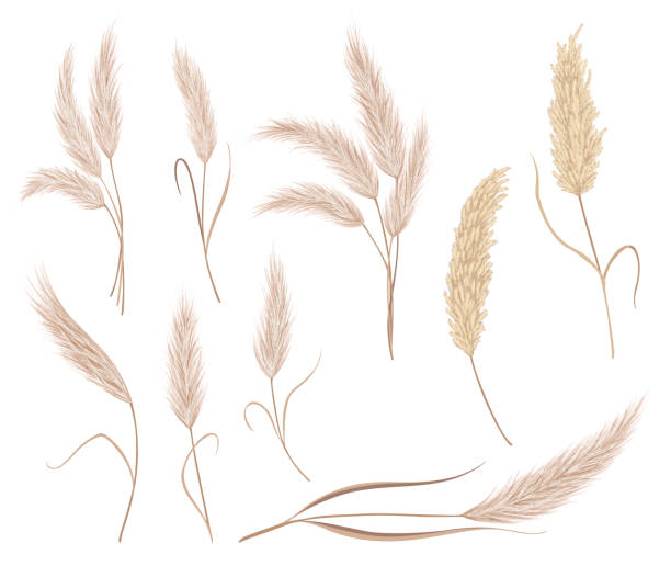 ilustrações de stock, clip art, desenhos animados e ícones de pampas grass branches collection. dry feathery head plumes, used in flower arrangements, ornamental, interior decoration, fabric print, wallpaper, wedding card. golden ornament element in boho style - tussock