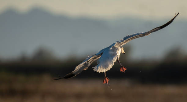 istock Buttes and Landing Goose 1418417044