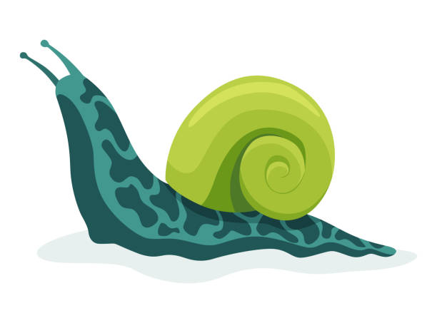 istock Snail crawling. Snailfish colour shell. Colourful mollusk character isolated in cartoon style. Multicolored slug snail-shaped for kids design or speed snail-paced 1418420354