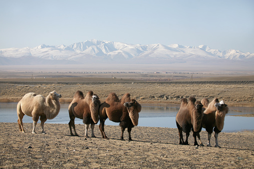 Bactrian Camel. Mongolian camels on a background of mountains. Traveling in Asia.