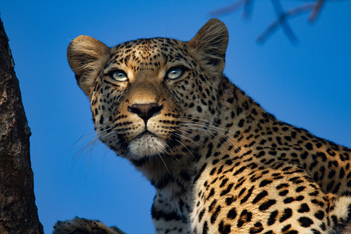 a leopards portrait while in a tree