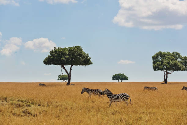 Zebras  in the plaines of the Maasai Mara National Reserve in Kenya.