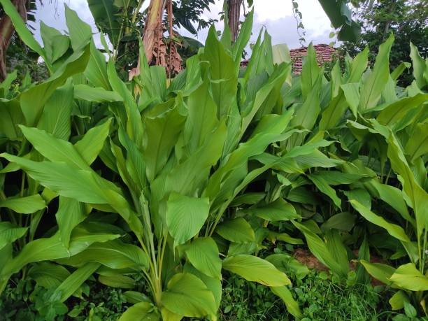 kurkuma-pflanze gedeiht im garten, kurkuma-blatt - ingwerblüte stock-fotos und bilder