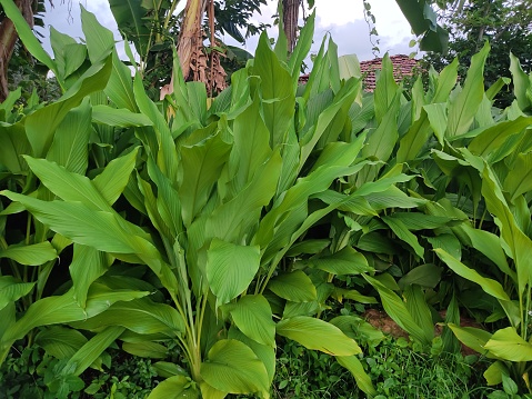 Turmeric plant thrives in the garden,Turmeric leaf
