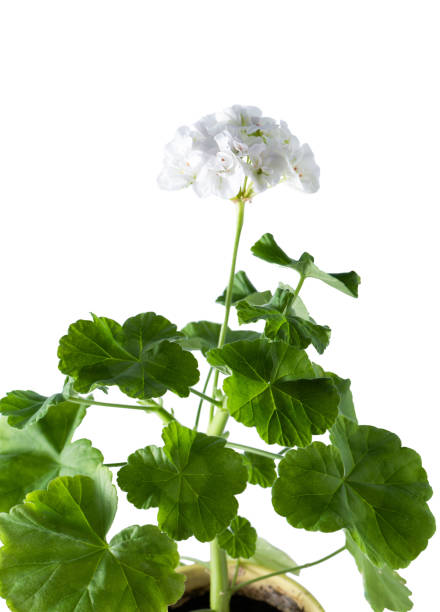 geranio aislado sobre fondo blanco. flor blanca y hojas de geranio verde. planta de interior. - 6731 fotografías e imágenes de stock