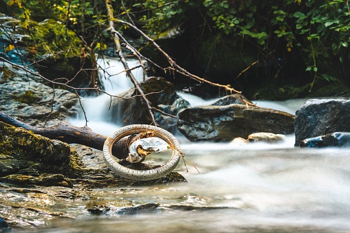 An old tire and a plastic bag hanging from a wood branch near a stream in the forest