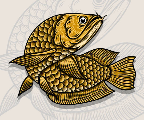 Arowana Fish Vector Illustration Arowana Fish Vector Illustration. Premium vector gold arowana stock illustrations
