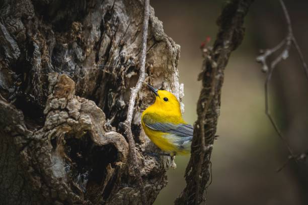 istock Little prothonotary warbler (Protonotaria citrea) in front of its nest against blurred background 1418438459