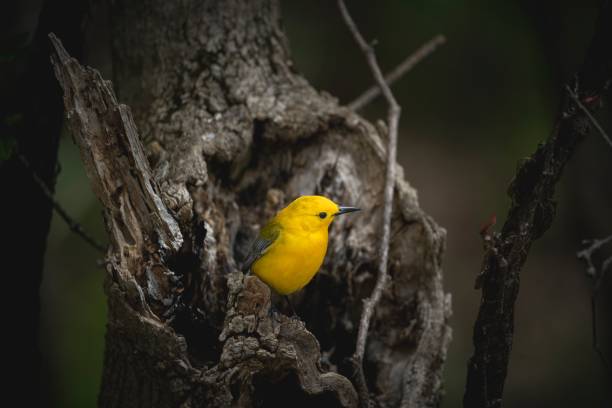 istock Little prothonotary warbler (Protonotaria citrea) in a nest against blurred background 1418438467