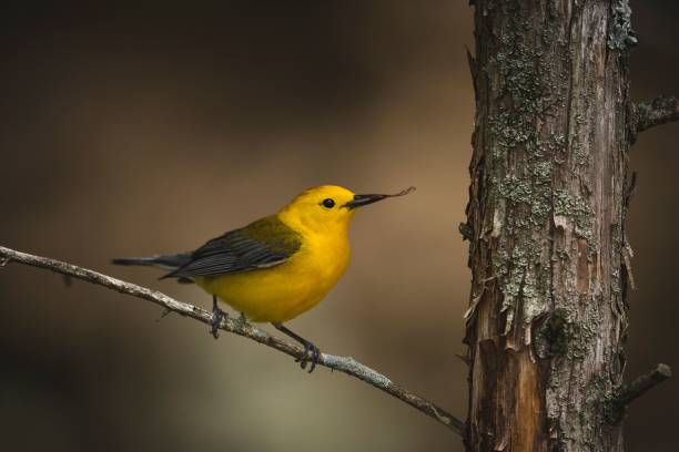 istock Little prothonotary warbler (Protonotaria citrea) on a tree branch in a forest 1418438477