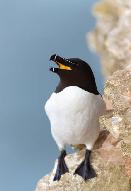 istock Razorbill with an open beak on the cliff edge against blue background 1418439187