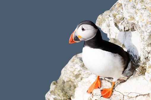 Close up of Atlantic puffin perched on a cliff edge, Bempton cliffs, UK.