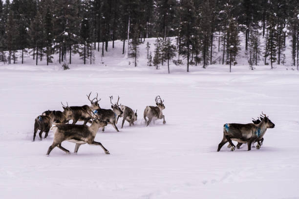 istock Animals of the north 1418442450