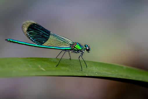 isolated butterfly with blue electric wingsTypical butterfly from Costa Rica (Central America)