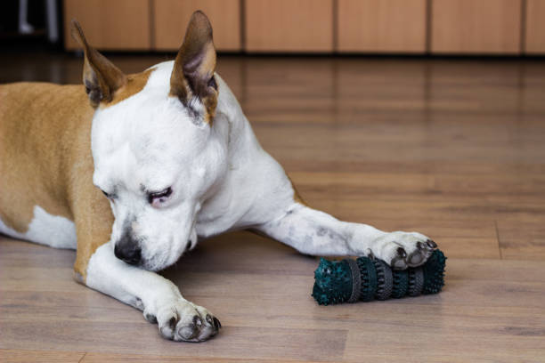 istock Dog playing with a toy at home 1418443252