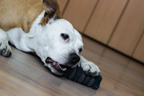 istock Dog playing with a toy at home 1418443259