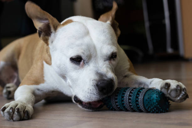 istock Dog playing with a toy at home 1418443387