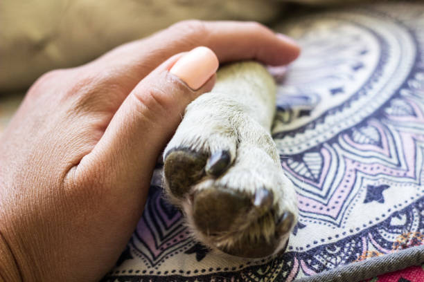 istock Woman enjoys spending time with her dog 1418444603