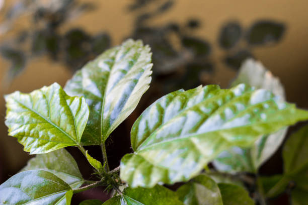 istock Hibiscus fresh leaves 1418444605